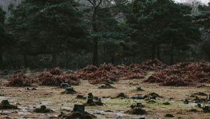 Превью обои деревья, пни, лужи, осень, природа