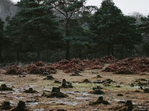 Превью обои деревья, пни, лужи, осень, природа