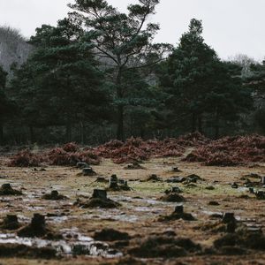 Превью обои деревья, пни, лужи, осень, природа