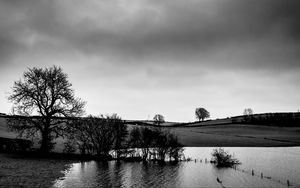 Превью обои деревья, побережье, чб, вода