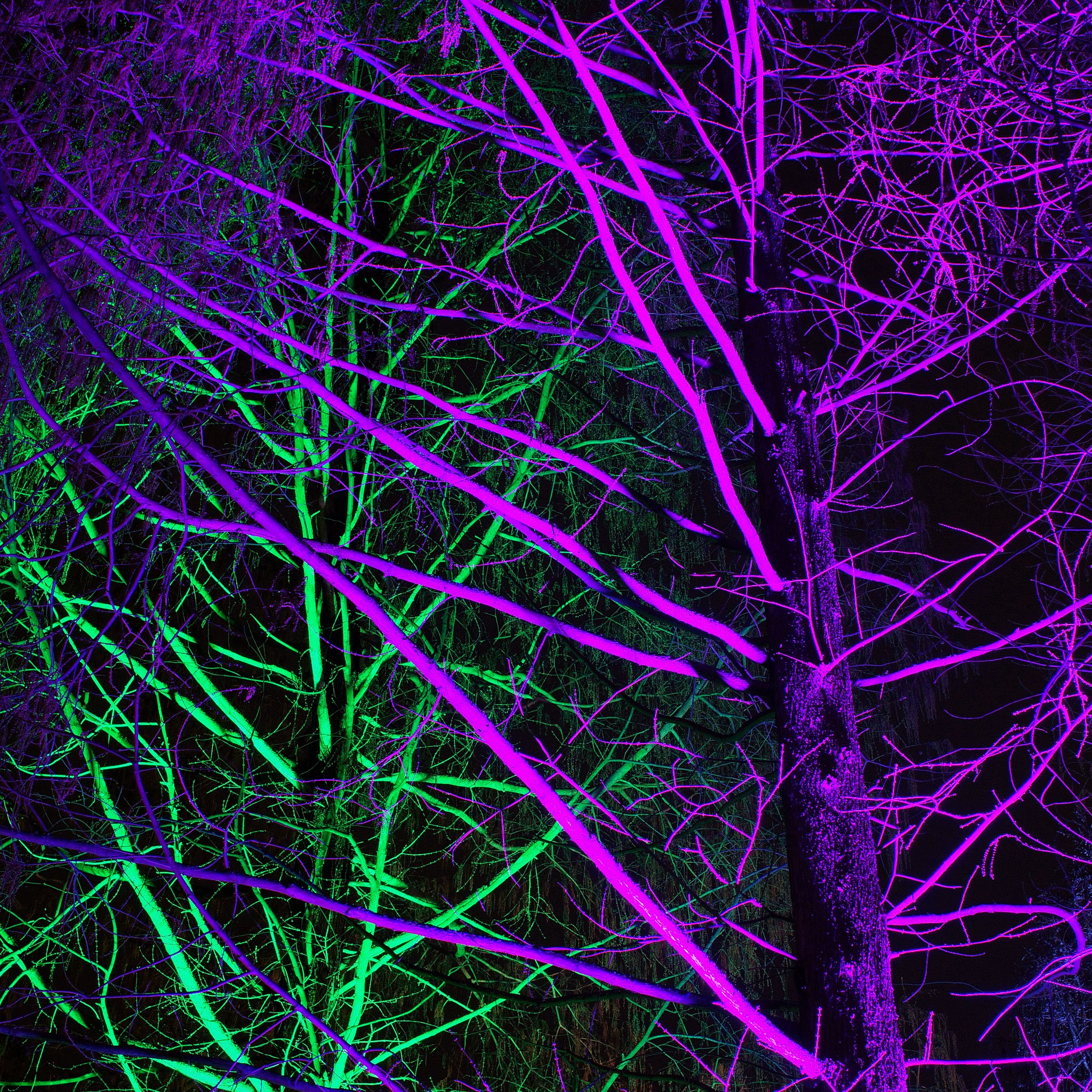 2780x2780 Обои деревья, подсветка, неон, фиолетовый, зеленый