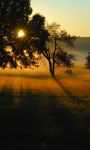 Превью обои деревья, поле, луг, лошадь, закат