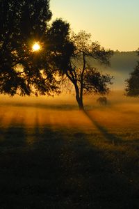 Превью обои деревья, поле, луг, лошадь, закат