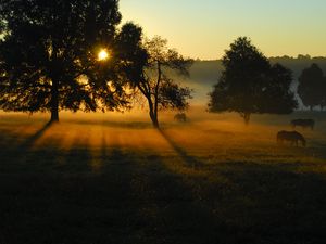 Превью обои деревья, поле, луг, лошадь, закат