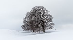 Превью обои деревья, поле, снег, зима, пейзаж