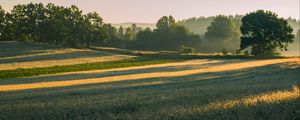 Превью обои деревья, поле, трава, солнечный свет, тени