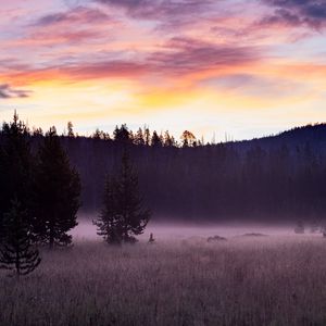 Превью обои деревья, поле, туман, рассвет, природа