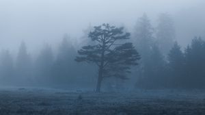 Превью обои деревья, поле, туман, природа