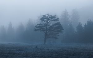 Превью обои деревья, поле, туман, природа