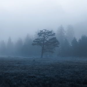 Превью обои деревья, поле, туман, природа