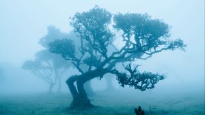 Превью обои деревья, поле, туман, пейзаж