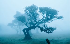 Превью обои деревья, поле, туман, пейзаж