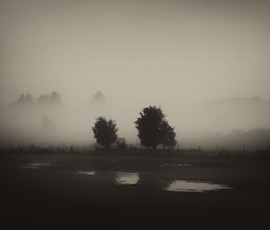 Превью обои деревья, поле, туман, черно-белый