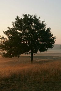 Превью обои деревья, поле, туман, трава, утро, свежесть