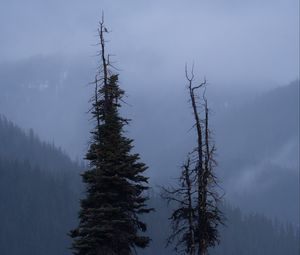 Превью обои деревья, поляна, горы, туман, облака