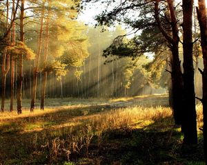 Превью обои деревья, поляна, свет, солнце, лучи, молодняк, опушка, рассвет