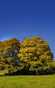 Превью обои деревья, природа, трава, небо