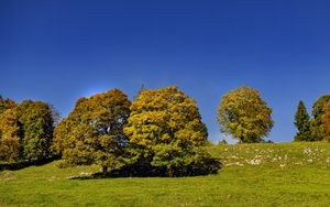 Превью обои деревья, природа, трава, небо