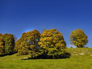 Превью обои деревья, природа, трава, небо