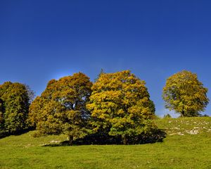 Превью обои деревья, природа, трава, небо