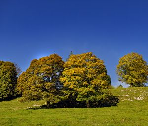 Превью обои деревья, природа, трава, небо