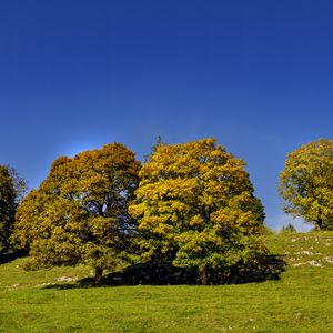 Превью обои деревья, природа, трава, небо