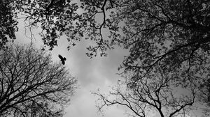 Превью обои деревья, птица, чб