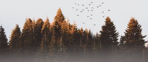 Превью обои деревья, птицы, туман