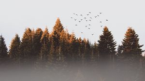 Превью обои деревья, птицы, туман
