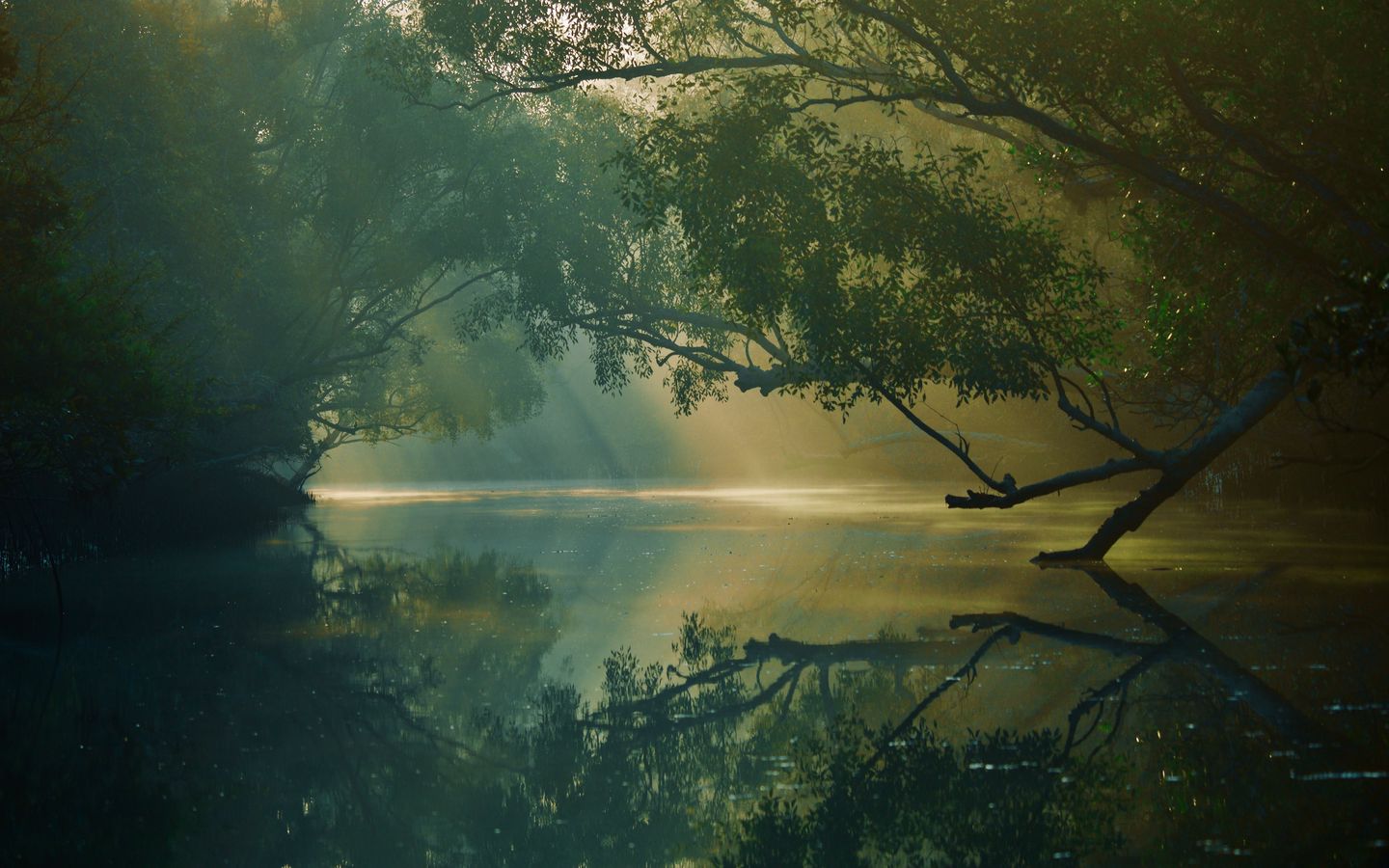 1440x900 Обои деревья, река, отражение, лес, болото, сундарбан, бангладеш