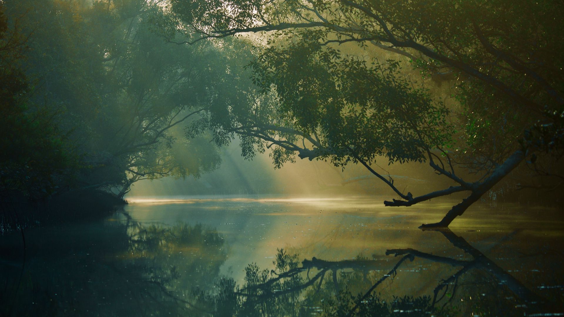 1920x1080 Обои деревья, река, отражение, лес, болото, сундарбан, бангладеш