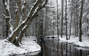 Превью обои деревья, река, снег, зима, лес