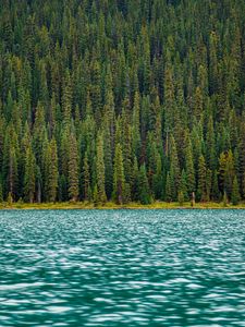 Превью обои деревья, река, вода, поверхность