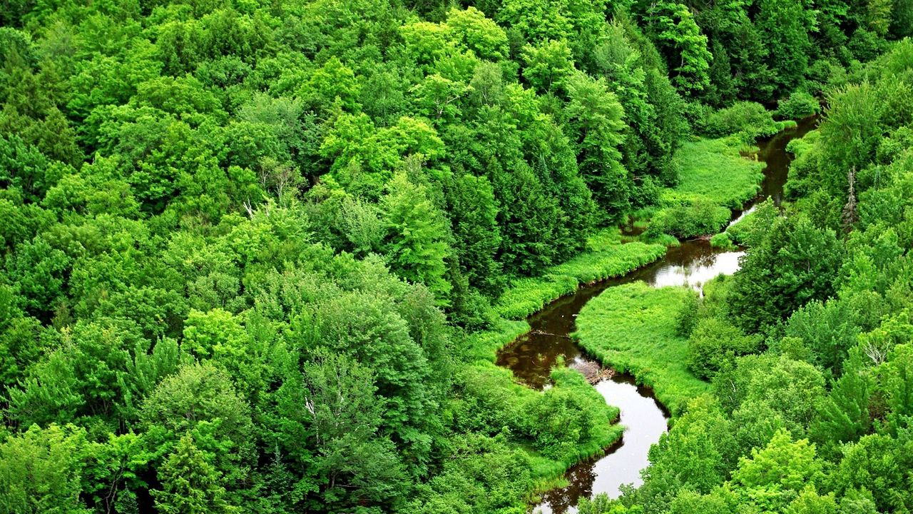 Обои деревья, река, зелень, изгибы, лес