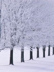 Превью обои деревья, ряд, иней, зима