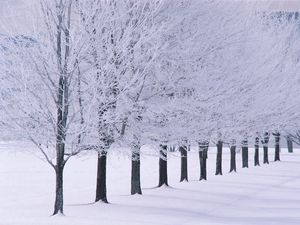 Превью обои деревья, ряд, иней, зима