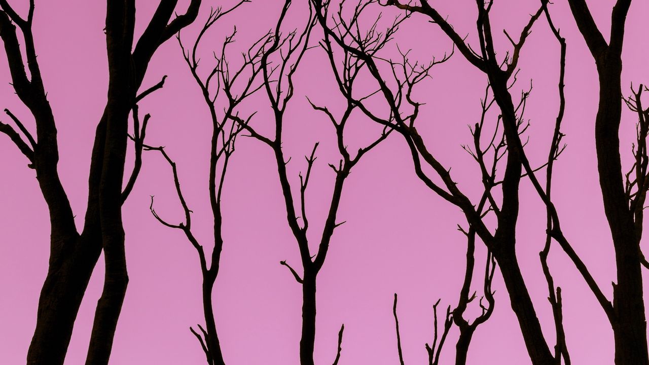 Обои деревья, розовый, силуэт, темный