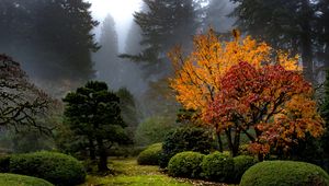 Превью обои деревья, сад, кусты, туман, осень, природа
