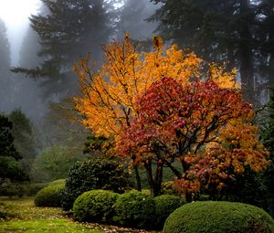 Превью обои деревья, сад, кусты, туман, осень, природа