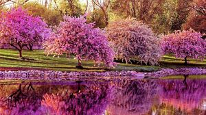 Превью обои деревья, сакура, весна, пруд, отражение