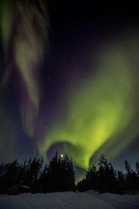 Превью обои деревья, северное сияние, луна, ночь