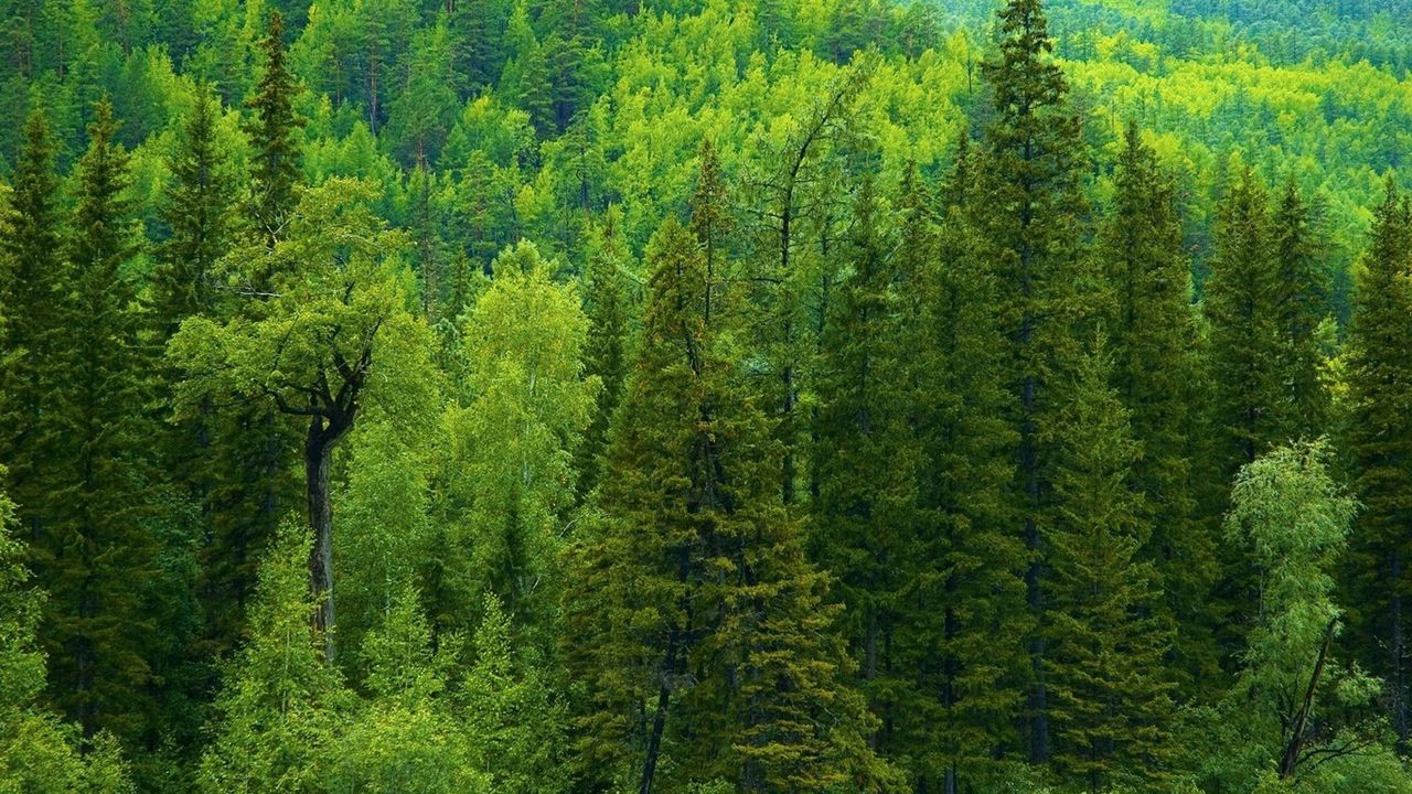 Обои деревья, сибирь, лес, хвойные, зеленые