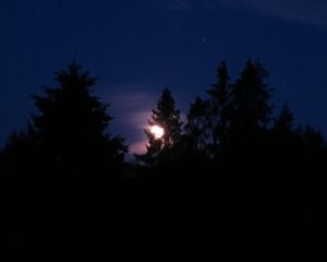 Превью обои деревья, силуэты, луна, свечение, ночь, темный