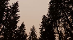 Превью обои деревья, силуэты, небо, сумерки