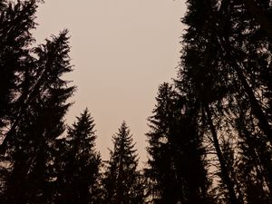 Превью обои деревья, силуэты, небо, сумерки