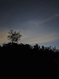 Превью обои деревья, силуэты, небо, звезды, ночь, темный