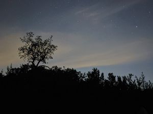 Превью обои деревья, силуэты, небо, звезды, ночь, темный