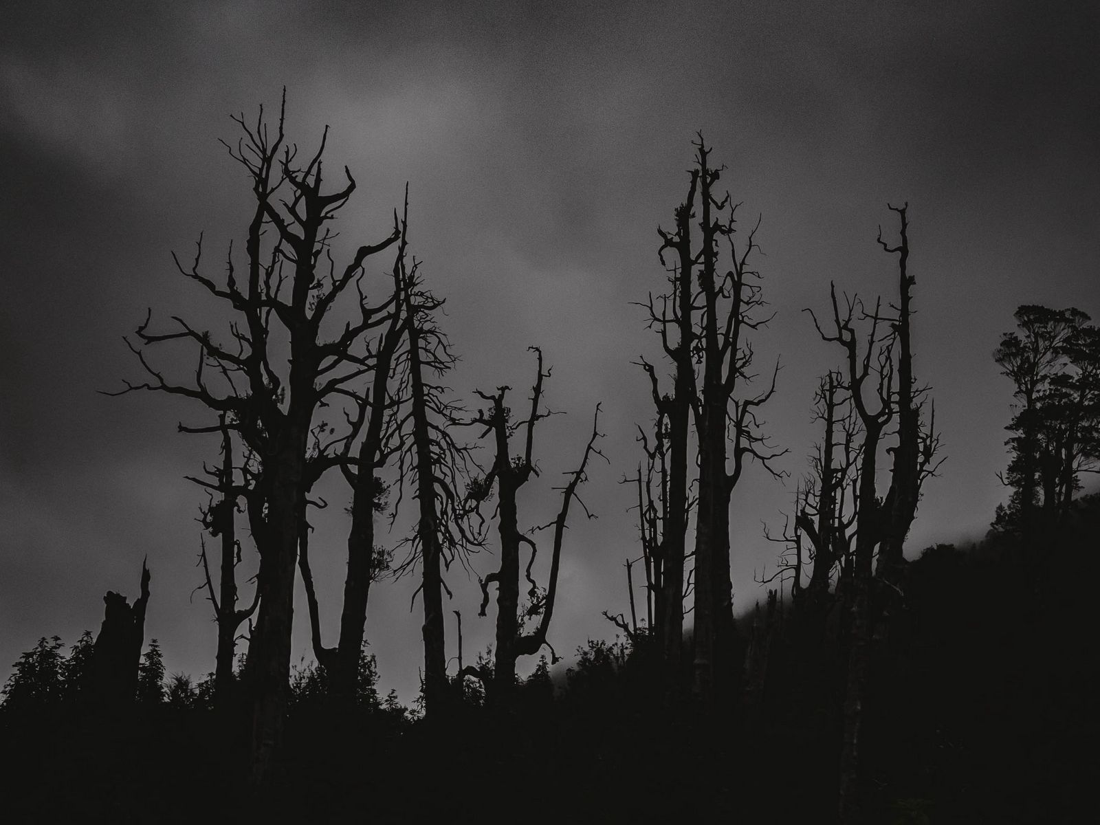 Видны были только силуэты. Темные силуэты деревьев. Силуэт дерева ночью. Сидуэт нотное дерево. Силуэт ночного старого леса.