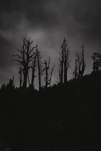 Превью обои деревья, силуэты, ночь, чб