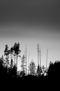 Превью обои деревья, силуэты, туман, небо, темный, чб